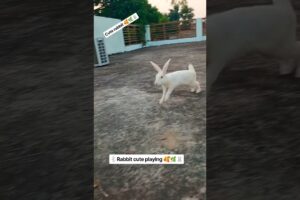 Bunny eating Viralvideo🌿🥰🐰#rabbit#youtubeshorts#mycuterabbit#pets#animals#cute#shortfeed#shortvideo