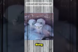 Con Mồi Bất Ngờ Sống Lại