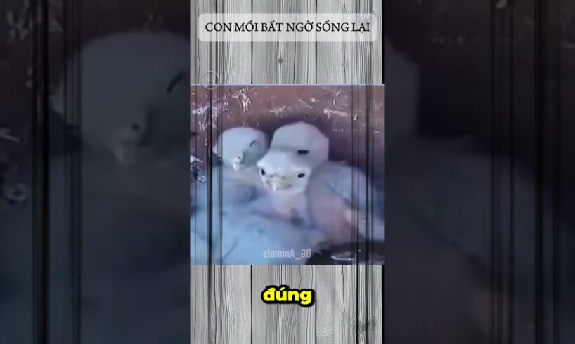 Con Mồi Bất Ngờ Sống Lại