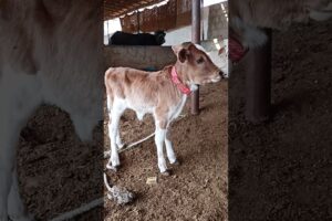 Cow Baby Playing 🥰 | Beautiful Cow Kids | Cow Lovers #cow #animals #shorts #viralvideo