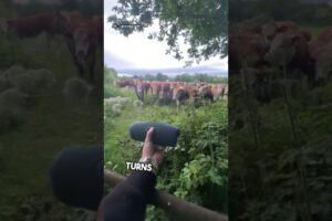 Cows Can’t Resist Smooth Jazz 🎷🐄