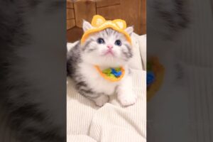 Cute Kitten Daily Fun Moments! 🧸😻💕 #cat #cute #cats #kitten