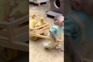 Cute Monkey Lala Playing With Ducklings! 🐒🦆 So Adorable #Shorts
