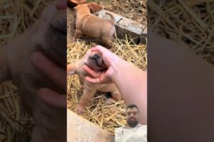Cute Puppies