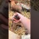 Cute Puppies