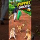 Cute Puppies Shocked to See Dog Catchers!😱 🐶 | Street Dog Rescue at Public Park Lake ❤️ #shorts #dog