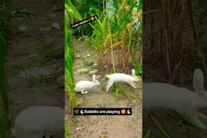 Cute rabbit Trendingvideo🥰🌿🐇#mycutebunny#khargosh#rabbit#youtubeshorts#pets#animals #cuterabbit