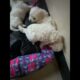 Cutest puppies ever 😍