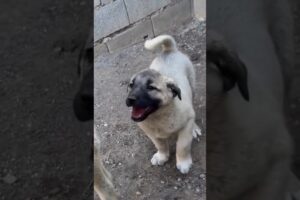Cutest puppies moments ever! #shorts @barkvanta
