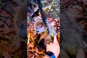 Determined rescuer won’t give up on angry groundhog ❤️🙏