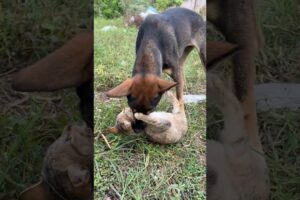 Dog Meets Cat 🐶🐱#shorts #dog #cat #kitten #puppy #cute #animals #doglover #catlover
