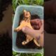 Dog is attacked by bullet ants so cool #shorts #rescue