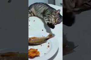 "ELE PENSOU PEGO OU NÃO PEGO ! 😂"#animals