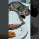 "ELE PENSOU PEGO OU NÃO PEGO ! 😂"#animals