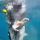 Emotional Moments When Rescued Animals