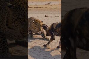 Epic 1v1 Animal Battles 🐾🔥 | Who Will Win? #Shorts