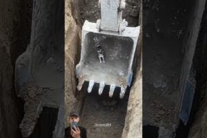 Excavator Animal Rescue Technique | Smart Heavy Equipment Operation