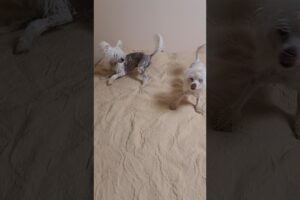 Falkor and Aurora are playing happily as always #animals #dogslove #dogvideos #doglife #dogplaying