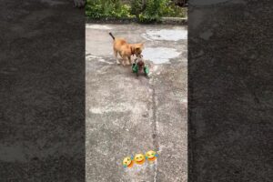Funny Dog Playing with a Dressed Monkey! 🐶🐵 #shorts #puppy #animals #ytshorts #dog