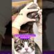 🐱 Gentle Cat Eye Treatment by a Veterinarian ❤️ #CatEyeCare #AnimalRescue