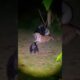 Gorilla vs. Tiger: Silverback Protects Family in Intense Night Fight | #gorilla  #wildlife  #animals