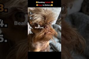I RANKED THE CUTEST DOGS IN HISTORY😍🥰