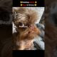 I RANKED THE CUTEST DOGS IN HISTORY😍🥰