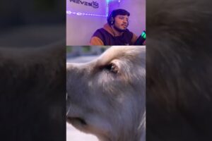 (IMPOSSÍVEL NÃO CHORAR!!) OS CACHORRINHOS MAIS TRISTES DA INTERNET! 😭💔 #animais #pets