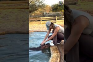 Incredible Animal Rescues That Will Touch Your Heart ❤️ Part 40