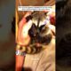 Kind man rescues a baby raccoon #animals #rescue #animalrescue #animalshorts