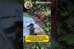 Kitten rescue from garbage pile: Two fragile lives found outdoors #cat #catrescue #rescueefforts