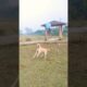 Lakdi ki Kathi 🩵🤗🐕#part 517 #dog playing with balloon #shorts #pets lover #pets and animals