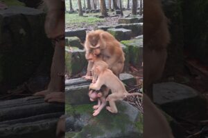 Leland can play with all brother and sister #4k #babymonkey #animals #monkey