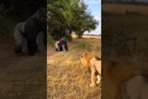 “Lion vs Gorilla 😱 Epic Jungle Battle!”