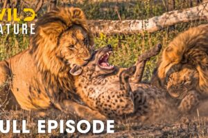 Lion vs Hyena | Africa's Deadliest Fight for Survival | FULL EPISODE | Wildlife Documentary