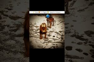 Lion vs Tigers # tiger vs lion #tiger #lion #fight #shorts