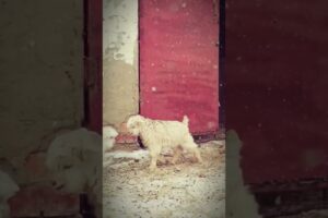 Little Lambs Playing in the Snow ❄️🐑 #cutefarmanimal #animals #cute