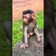 Marcel, Don’t Go! Lila Wants to Play with You! 🐒❤️#viral #shortvideo #wildlife #animals