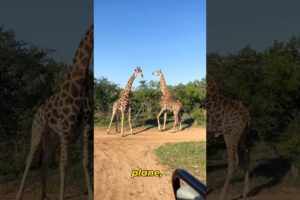 Massive Giraffe Battle Gets BRUTAL! #shorts #giraffe fight #animal fights #trending