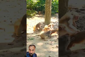 Monkeys Play Together #animallife #curiousmonkeylife #monkey