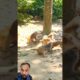 Monkeys Play Together #animallife #curiousmonkeylife #monkey