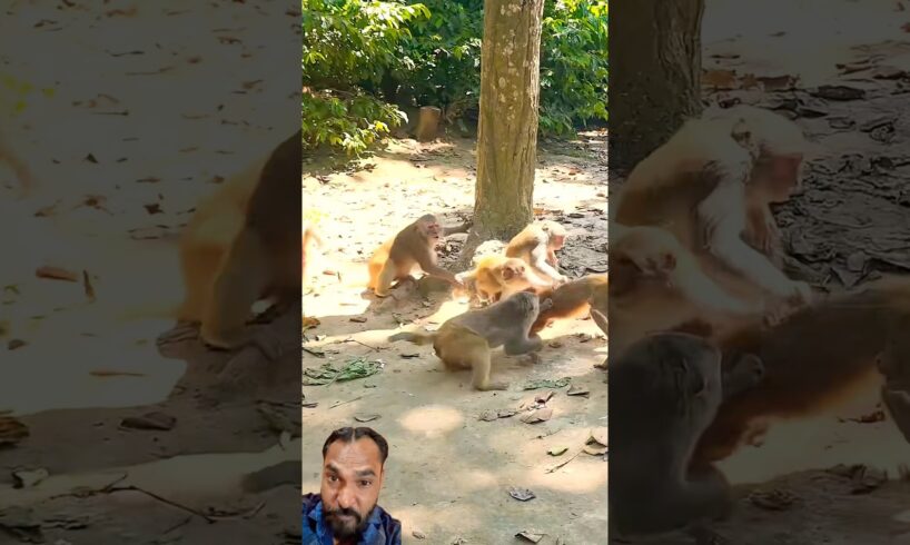 Monkeys Play Together #animallife #curiousmonkeylife #monkey
