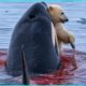 Most Intense Orca Encounters Caught on Camera | Animal Fight