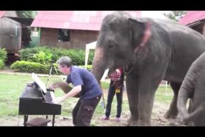 Music in Animals Life Animals reacting to musical instruments