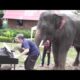 Music in Animals Life Animals reacting to musical instruments