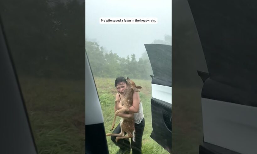 My wife rescued a deer in the rainstorm.#rescue #animals #wildliferescue #lovestory #cute