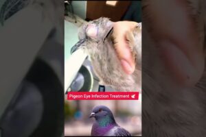Pigeon Eye Infection Treatment 🕊️ | Caring for a Sick Bird | Animal Rescue & Care#shorts