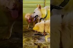 Playing together #dogs#doglove#doglife