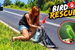 Proof That Heroes Still Exist | Heartwarming Animal Rescues Part 3 ❤️
