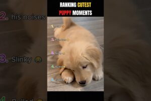 RANKING CUTEST PUPPY MOMENTS! 🐶🥺 | Try Not To Say AWW! ❤️ #shorts #puppy #cutepuppy #ranking